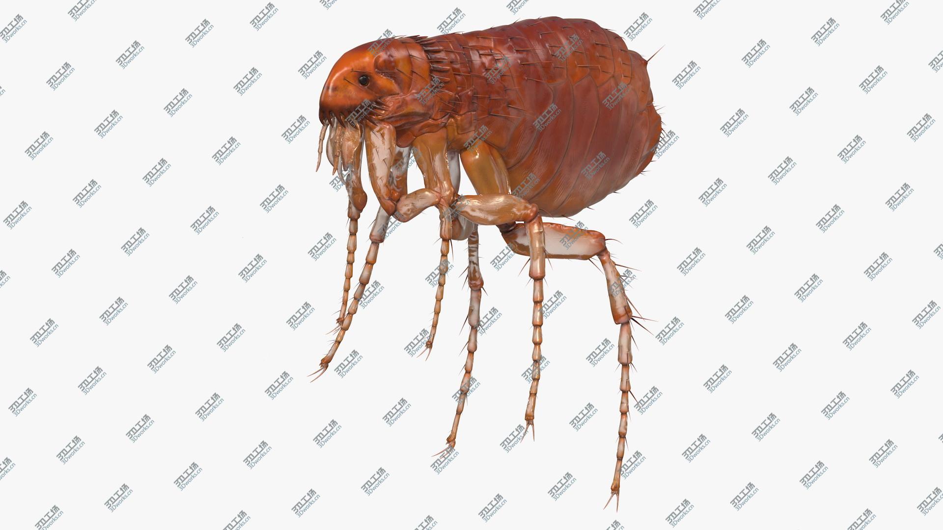 images/goods_img/202104093/3D Flea Insect Rigged model/1.jpg